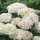  (01/06/2021) Hydrangea arborescens 'BellaRagazza Blanchetta' added by Shoot)