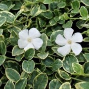  (09/06/2021) Vinca minor 'Evelyn' added by Shoot)