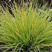  (10/06/2021) Festuca glauca 'AmiGold' added by Shoot)