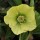  (11/06/2021) Helleborus x hybridus 'SP Sally' (Spring Promise Series) added by Shoot)