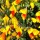  (12/06/2021) Cytisus 'Sunset' added by Shoot)