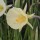  (14/06/2021) Narcissus bulbocodium 'Arctic Bells' added by Shoot)