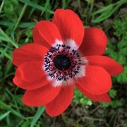  (15/06/2021) Anemone pavonina added by Shoot)