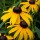  (21/06/2021) Rudbeckia 'American Gold Rush' added by Shoot)