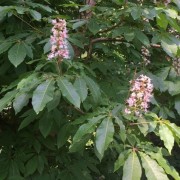  (22/06/2021) Aesculus chinensis var. wilsonii added by Shoot)