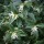  (22/06/2021) Sarcococca hookeriana var. humilis 'Fragrant Mountain' added by Shoot)