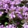 (24/06/2021) Thymus 'Caborn Lilac Gem' added by Shoot)