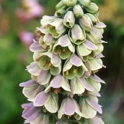  (24/06/2021) Fritillaria persica 'Bicolor' added by Shoot)