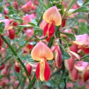  (30/06/2021) Cytisus 'Goldfinch' added by Shoot)