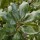  (02/07/2021) Quercus chapmanii added by Shoot)