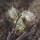  (05/07/2021) Salix humilis added by Shoot)