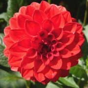  (06/07/2021) Dahlia 'Red Cap' added by Shoot)