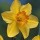  (08/07/2021) Narcissus 'Lothario' added by Shoot)