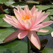  (08/07/2021) Nymphaea 'Colorado' added by Shoot)