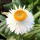  (09/07/2021) Xerochrysum bracteatum 'Nevada White' added by Shoot)