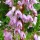  (12/07/2021) Calluna vulgaris 'Tricolorifolia' added by Shoot)
