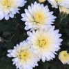 Chrysanthemum 'Aluga White'