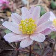  (16/07/2021) Anemone nemorosa 'Evelyn Meadows' added by Shoot)
