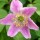 (16/07/2021) Anemone nemorosa 'Wyatt's Pink' added by Shoot)