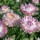  (19/07/2021) Xerochrysum bracteatum 'Silvery Rose' added by Shoot)