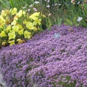 Thymus 'Creeping Pink' Added by Trecia Neal