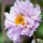  (21/07/2021) Anemone 'Frilly Knickers' added by Shoot)