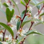  (23/07/2021) Sarcococca hookeriana 'Purple Gem' added by Shoot)