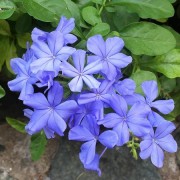  (23/07/2021) Plumbago auriculata 'Imperial Blue' added by Shoot)