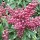  (26/07/2021) Pieris japonica 'Polar Passion' added by Shoot)