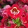  (26/07/2021) Schizanthus x wisetonensis 'Atlantis Scarlet Bicolor' added by Shoot)