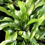  (27/07/2021) Microsorum diversifolium added by Shoot)