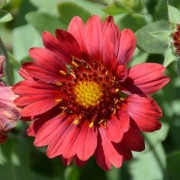  (28/07/2021) Gaillardia x grandiflora 'Mesa Red' (Mesa Series) added by Shoot)