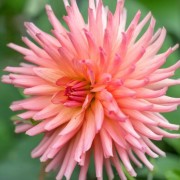  (28/07/2021) Dahlia 'Preference' added by Shoot)