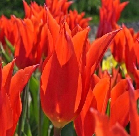 Tulipa 'Dutch Dancer'
