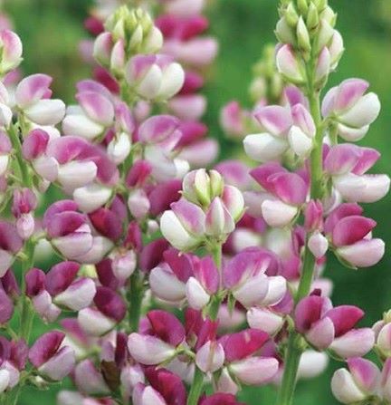 Lupinus 'Avalune Red-White' (Avalune Series)