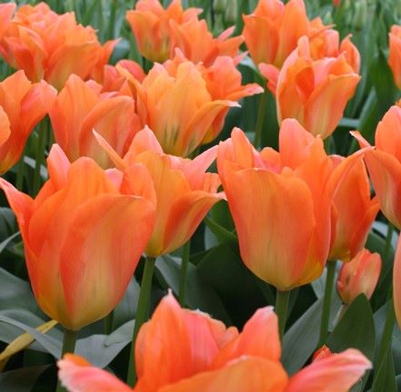 Tulipa 'Orange Brilliant'