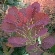  (15/08/2021) Cotinus coggygria 'Red Spirit' added by Shoot)