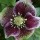  (15/08/2021) Helleborus x hybridus 'Pretty Ellen Spotted' added by Shoot)
