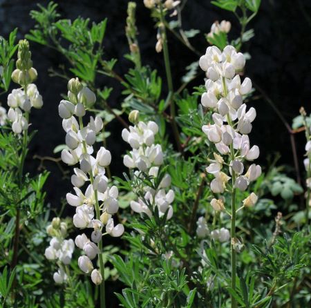 Lupinus arboreus white-flowered