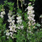  (18/08/2021) Lupinus arboreus white-flowered added by Shoot)