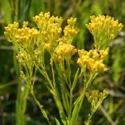  (20/08/2021) Solidago ohioensis added by Shoot)