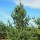  (23/08/2021) Pinus wallichiana 'Densa Hill' added by Shoot)