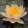  (23/08/2021) Nymphaea 'Chrysantha' added by Shoot)