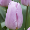 Tulipa 'Little Pink Prince'