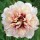  (24/08/2021) Paeonia 'All That Jazz' added by Shoot)
