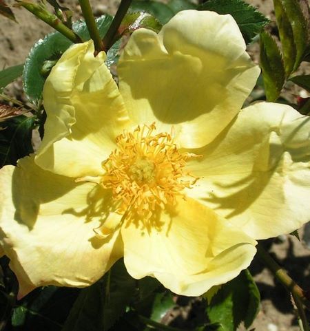 Rosa 'Hidcote Yellow'
