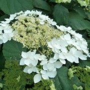  (26/08/2021) Hydrangea arborescens 'Haas' Halo' added by Shoot)