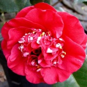  (26/08/2021) Camellia japonica 'April Tryst' (April Series) added by Shoot)