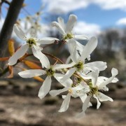  (01/09/2021) Amelanchier laevis 'Cumulus' added by Shoot)
