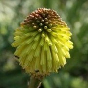  (01/09/2021) Kniphofia rooperi yellow form added by Shoot)